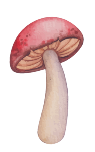 Pastel Mushroom PNG