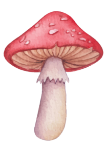 Aesthetic Mushroom PNG