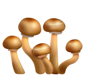 Animated Fungus Mushroom PNG