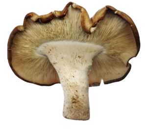 Transparent Mushroom PNG Image