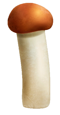 Single Mushroom PNG