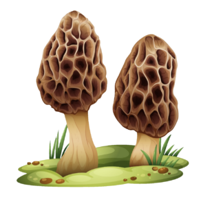 Wonderland Mushroom Clipart PNG