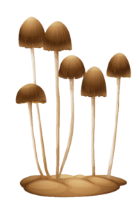Fungus Mushroom Clipart PNG