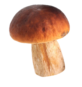 Single Mushroom PNG