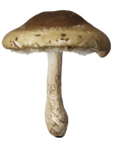 Realistic Mushroom PNG