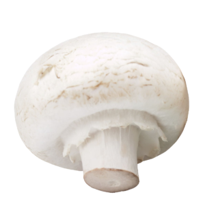White Button Mushroom PNG