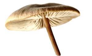 Realistic Mushroom Cloud PNG