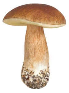 HD Mushroom PNG