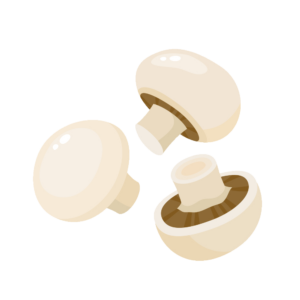 White Button Mushroom Vector PNG