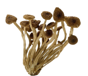 Fungus Mushroom PNG