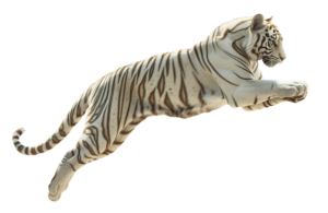 White Tiger PNG