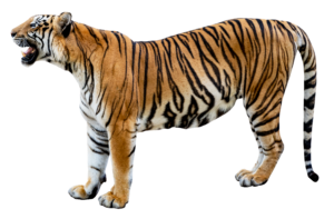 Transparent Tiger PNG