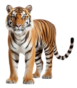 Isolated Tiger PNG with transparent background