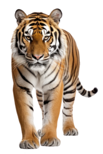 Tiger PNG image