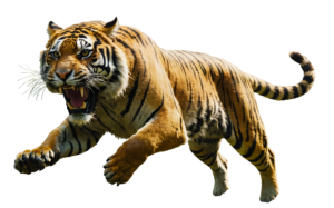 Angry tiger jumping PNG