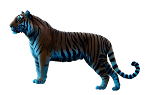 Transparent Tiger PNG image