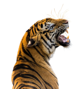 Growling Tiger Full HD PNG