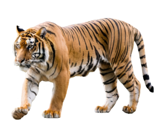 Walking Tiger PNG