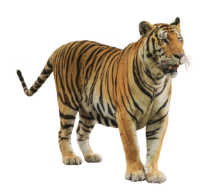 Realistic Tiger PNG