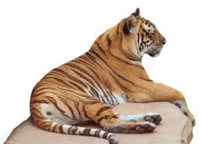 Sitting Tiger PNG