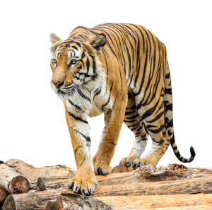 jungle Tiger PNG