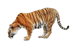 Tiger wildlife PNG