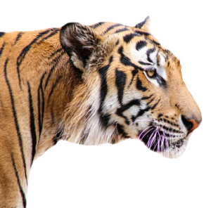 Tiger PNG image with transparent background