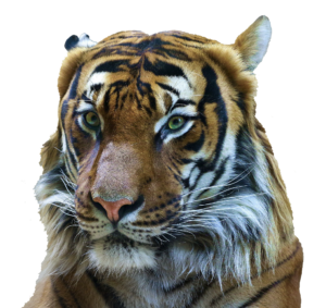 Tiger head PNG image