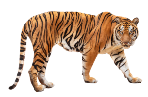 Walking Tiger PNG