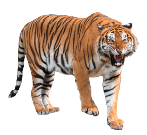 Angry Tiger PNG