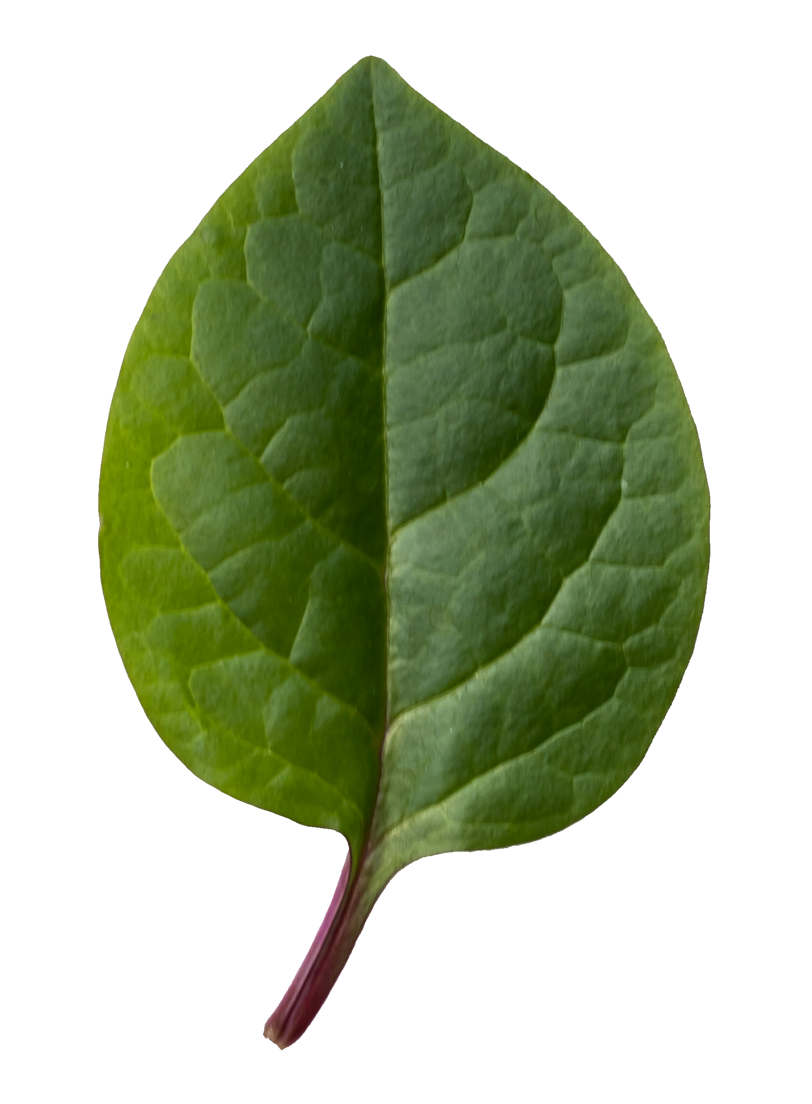 Malabar Spinac leaf PNG