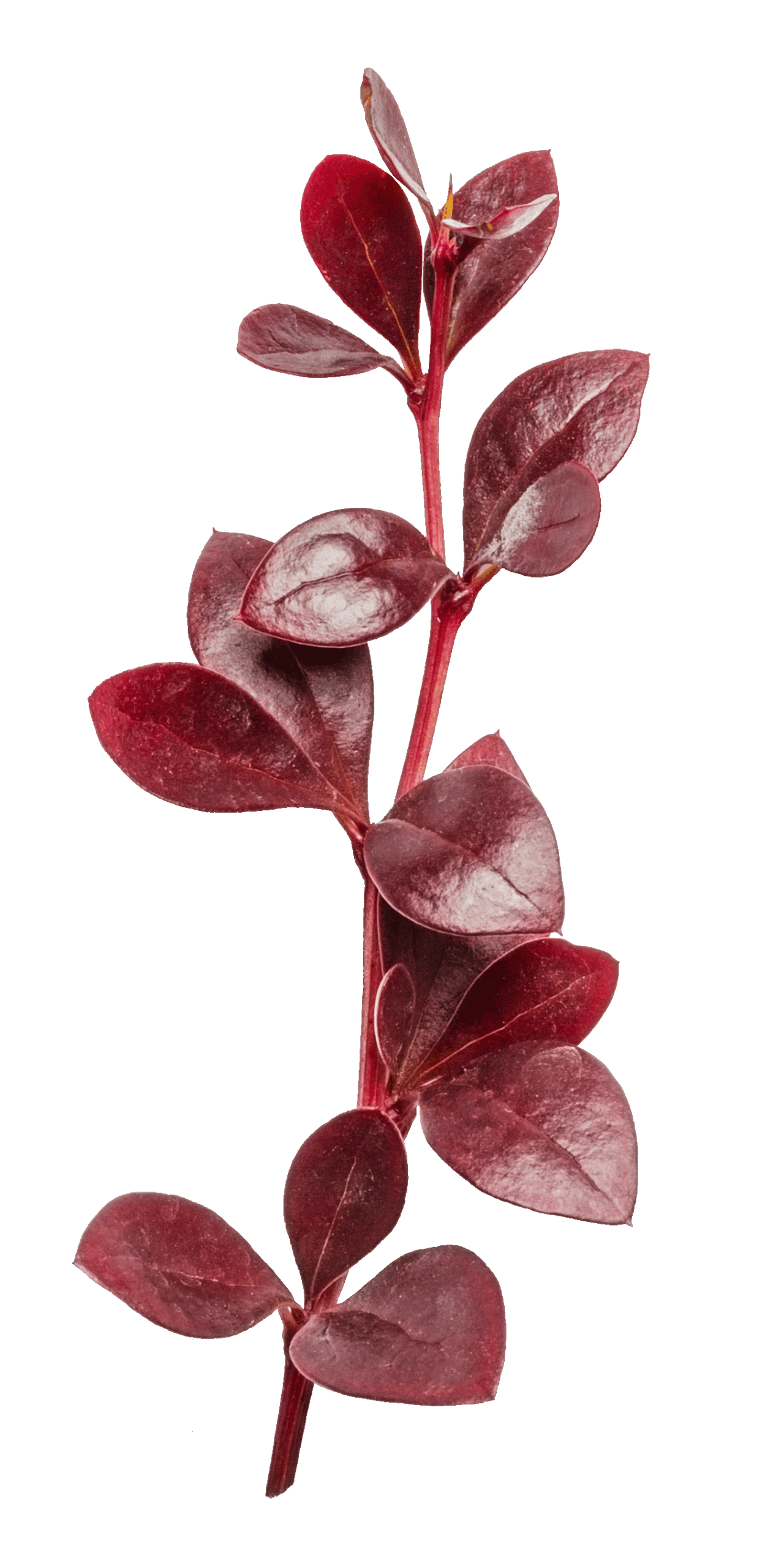 Barberry red leaves plant PNG