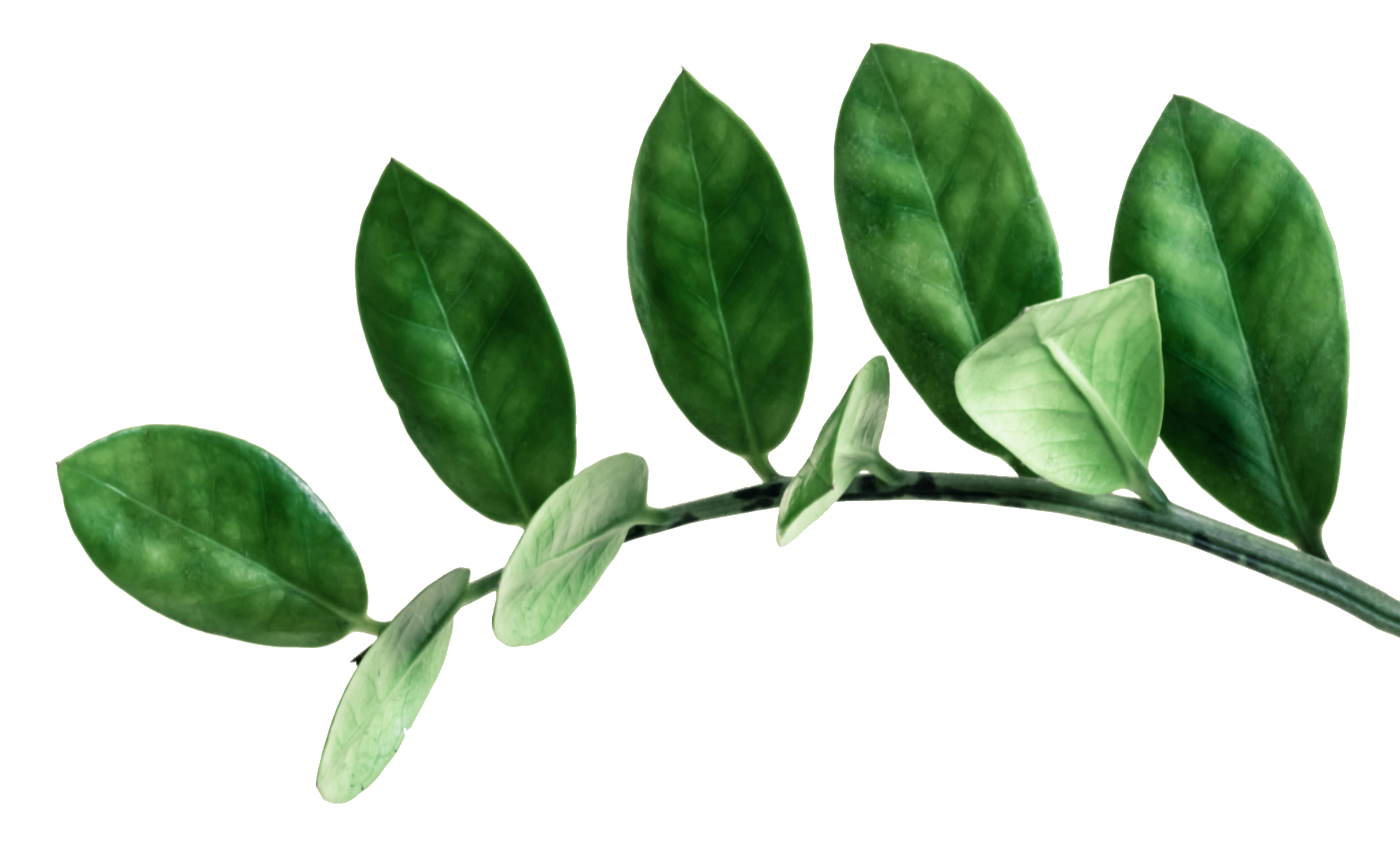 Zamioculcas zamiifolia plant leaves PNG