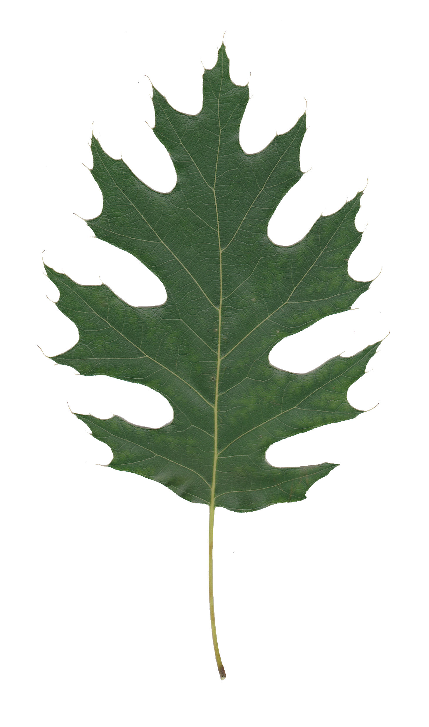 Oak tree leaf PNG