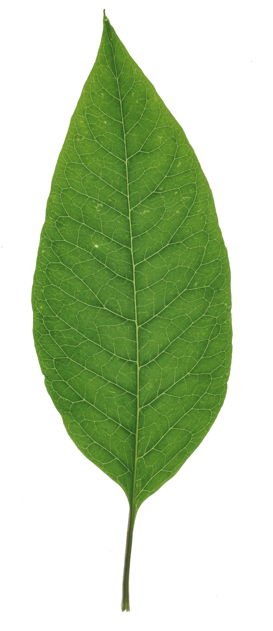 Sourwood tree leaf PNG