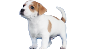 cute puppy Dog Png