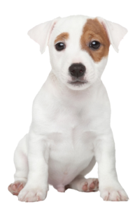 Vector Dog Png