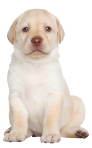Cute Puppy Dog Png