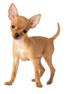 Small Dog Png
