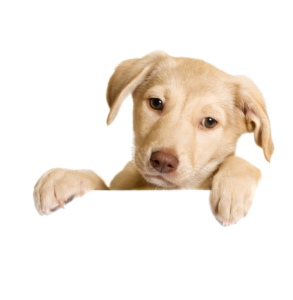 Looking Dog Png