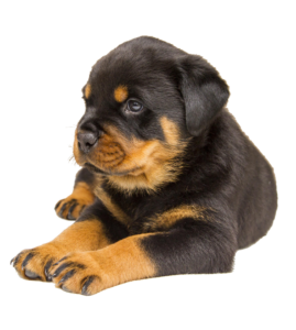 Puppy Dog Png