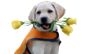 Dog holding flower png