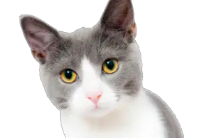 Cute Cat Png