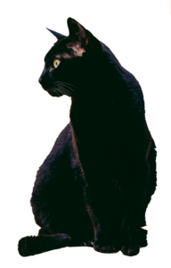 Black Cat Png