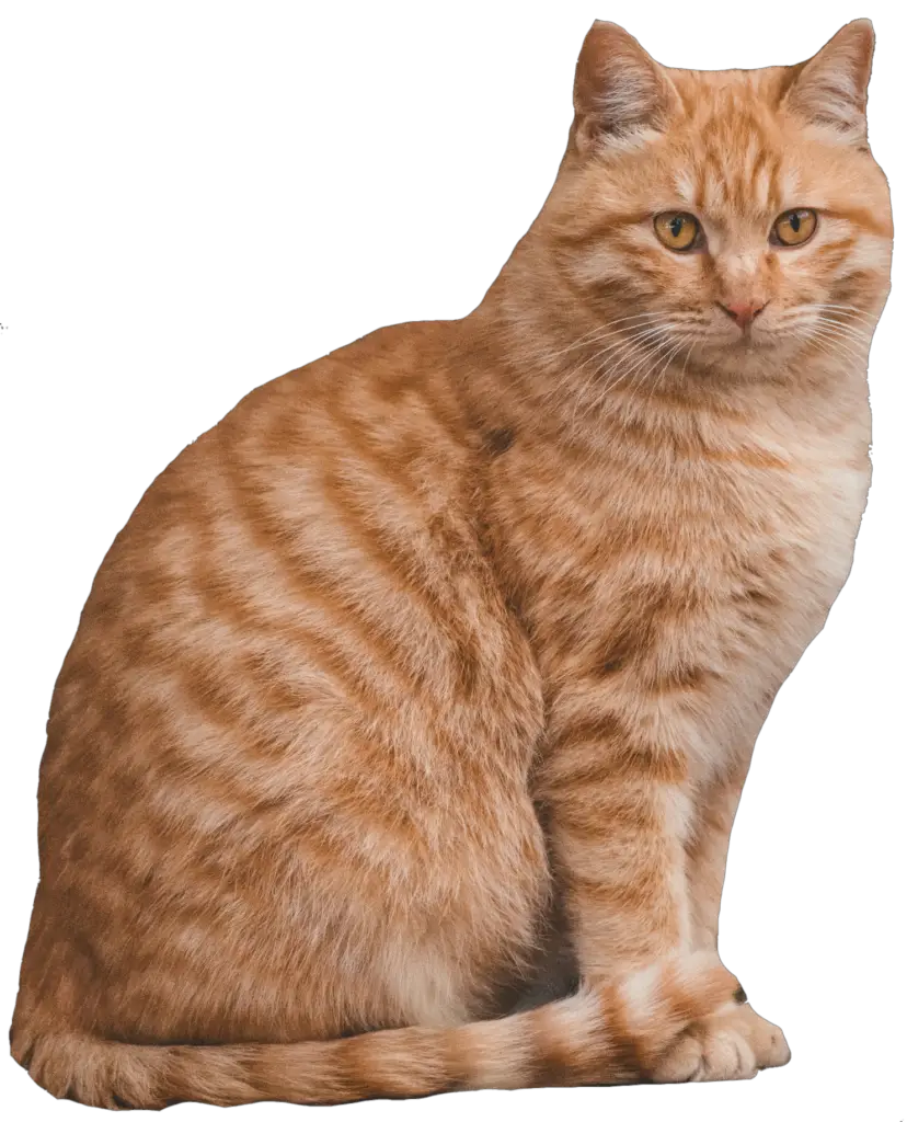 Cat Icon png download - 800*600 - Free Transparent Cat png