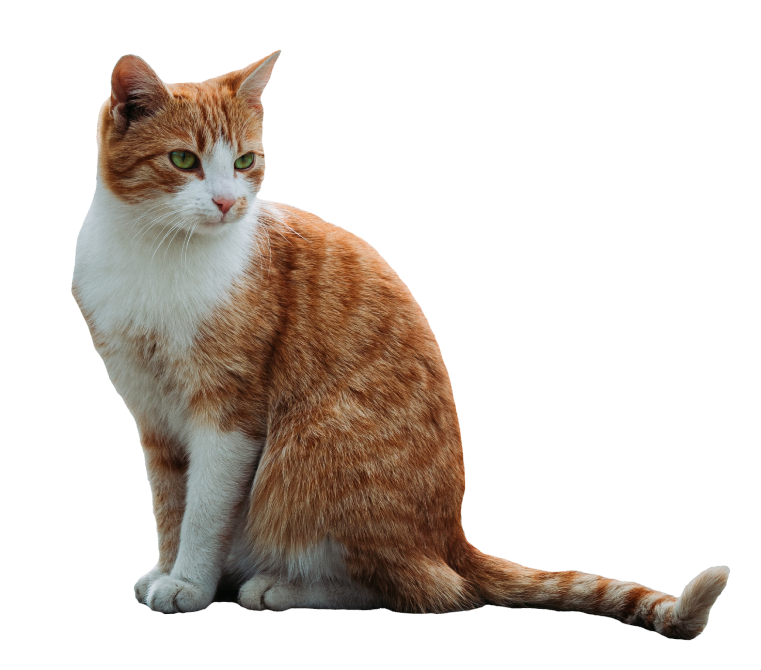 Cat PNG Images Free Download Pngfre