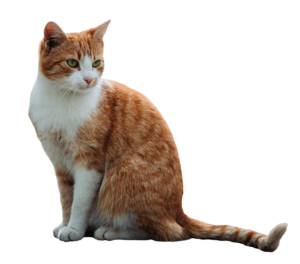 Cat Png with transparent background 