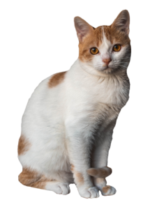 High resolution Cat Png