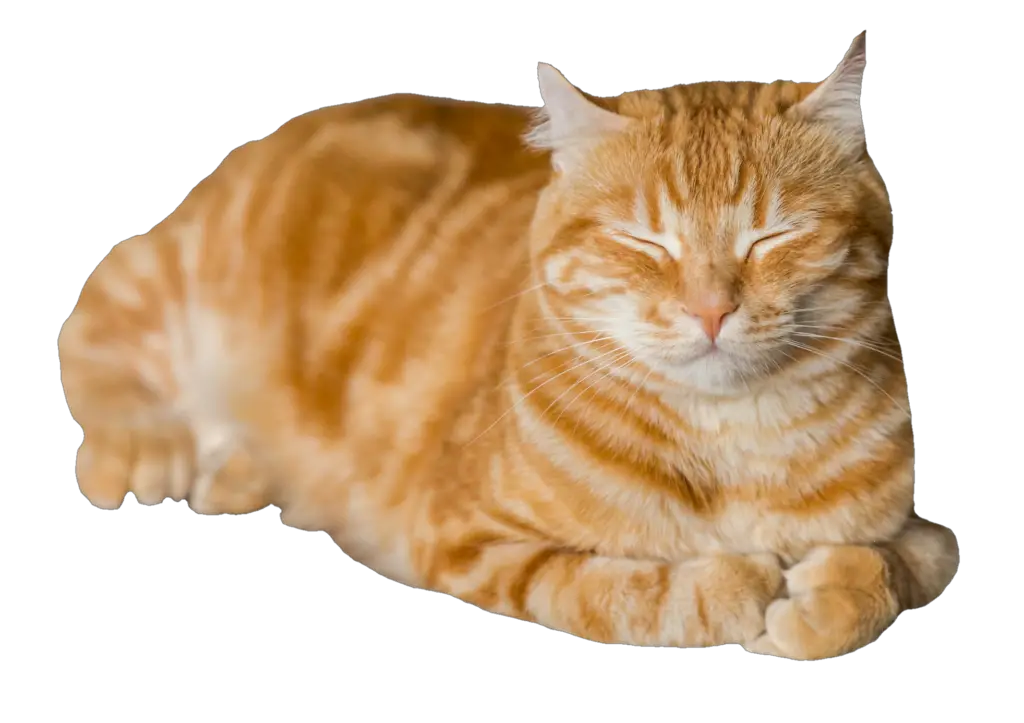 Cat png images