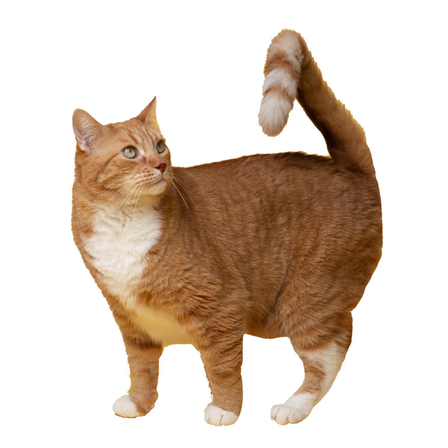 Cat PNG Images free Download - Pngfre